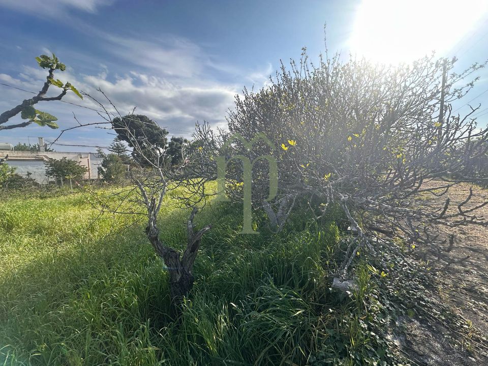 Landejendom i San Vito dei Normanni, Brindisi - foto 5